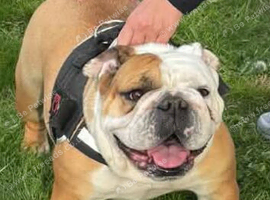 english bulldog 3 years old
