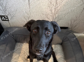 7 month old Borador