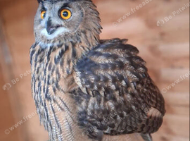 European eagle owl