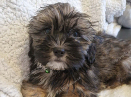 Shih tzu puppies for sale