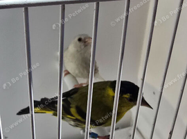 BEAUTIFUL PAIR SISKIN MUTATION COLOUR