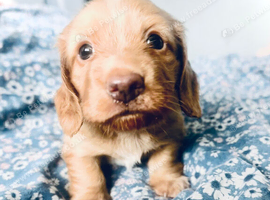 Beautiful miniature L-Hair dachshunds