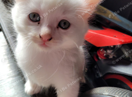 Turkish angora kittens