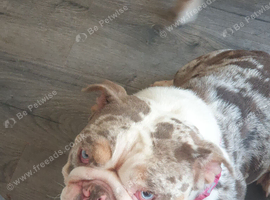 English bulldog bitch