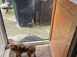 Stunning little Yorkie boy