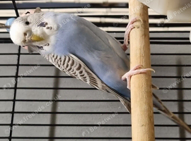 Female budgie.