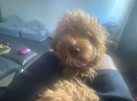 Cockapoo
