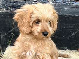 Cavapoo boy pup