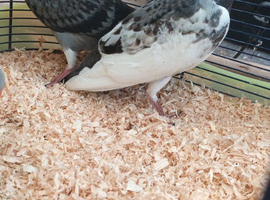 Pair of pigeons for sale