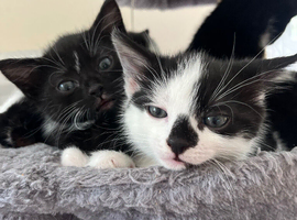 Kittens available in a week Malvern