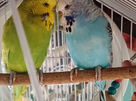 Bonded pair of young show budgies
