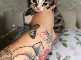 Female kitten 5 weeks old