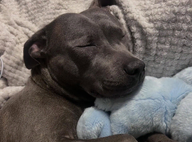 1 Year Old Staffy Girl