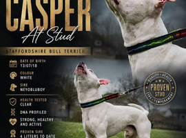 Proven SBT stud