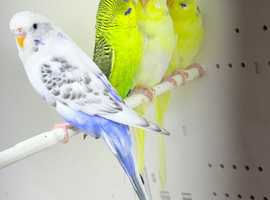budgies