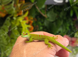 Madagascan Day Geckos