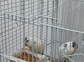 Young budgies for sale very healthy