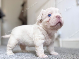 PLATINUM FLUFFY FRENCHIE PUPPY!
