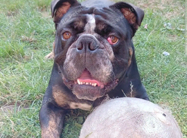 4yr Old Male, Old Tyme Bulldog