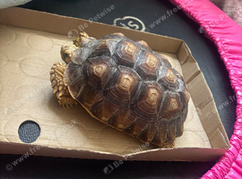 Sulcuta tortoise