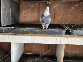 Iranian pigeons