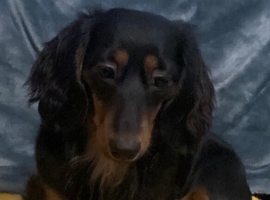 Long haired miniature dachshund