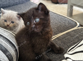 Ragdoll x British short haired kittens