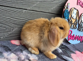 Chocolate harli