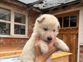 German shepherd puppies
