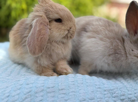 Adorable male bunny