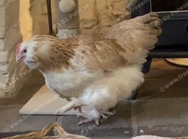 Beautiful young laying chicken