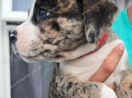 Border collie cross cane corso