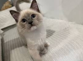 Ragdoll Kitten - Cheeni