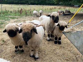 Swiss valais blacknose