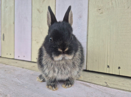 BEAUTIFUL COLOURED NETHERLAND DWARF BABIES