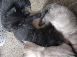 Adorable kittens
