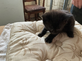 Kittens farm reared