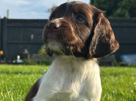 English Springer Spaniel Puppies