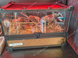 Mexican red knee female 6-8cm
