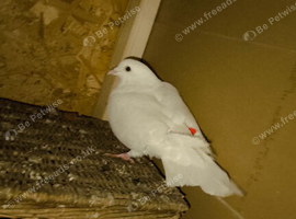 I have some gud birds for sale