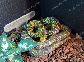 CBB24 Female King rat snake