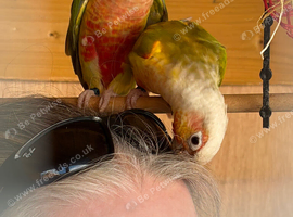 Proven pair pineapple conures