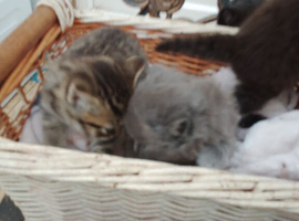 Kittens