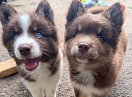 Ready Now! F3 Chocolate Pomskies - health tested parents