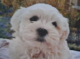 15 weeks old Maltese