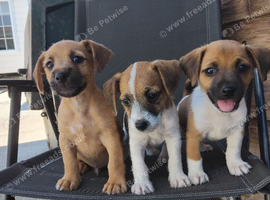 Jack russel 8 weeks old 3 boys left
