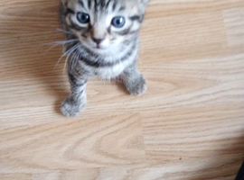 3 kitten tiger