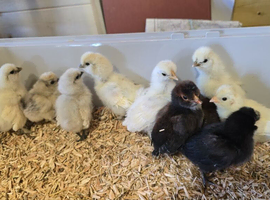 1 week old chicks