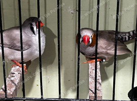 Proven pair of finch