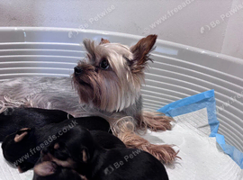 Yorkshire Terrier Puppy BOY